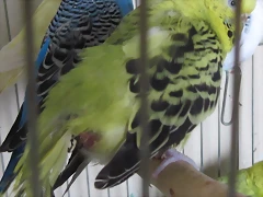 pm4
