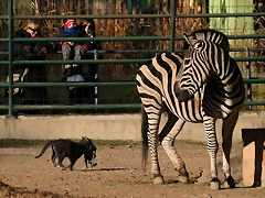 Zoo de Barcelona 04-12-2010 384 Zoo de Barcelona 04-12-2010 384