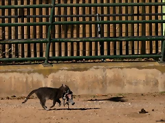 Zoo de Barcelona 04-12-2010 385 Zoo de Barcelona 04-12-2010 385