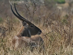 Kruger National Park 28-31 mayo 2009 1070 Kruger National Park 28-31 mayo 2009 1070