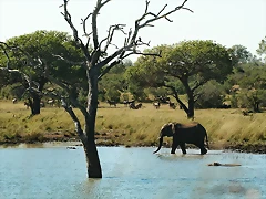 Kruger National Park 28-31 mayo 2009 1182 Kruger National Park 28-31 mayo 2009 1182