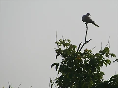 IMG_2726 IMG_2726