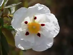 040, flor de la jara 2