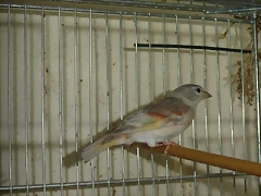 ReggioNov2012 065
