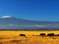 The-Plains-Near-Kilimanjaro-1