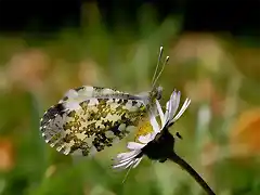 Summertime-Butterfly-1