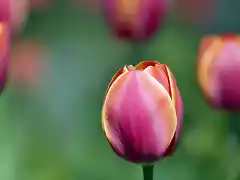 Tulip-Love-1