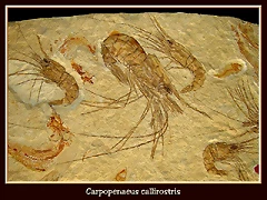 carpopenaeus_callirostris carpopenaeus_callirostris