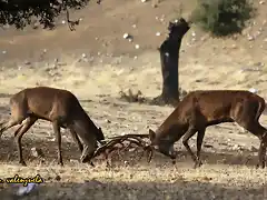 03, peleando en la berrea, marca