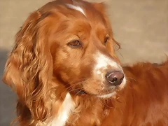 amancio8