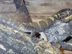 Varanus rudicollis (16-6-13 Terarium Praha, Dubeč) Varanus rudicollis (16-6-13 Terarium Praha, Dubeč)