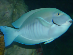 Acanthurus chirurgus 2