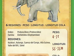 elefante