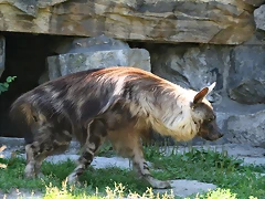 Tierpark Berlín 23-06-11 845 Tierpark Berlín 23-06-11 845