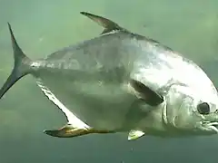 pompano