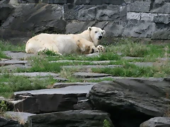 Tierpark Berlín 23-06-11 056 Tierpark Berlín 23-06-11 056