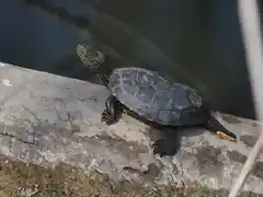 TORTUGA