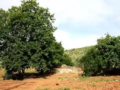 huerta en la rambla