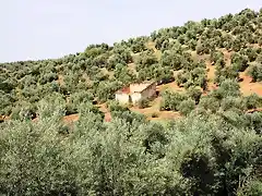 cortijo de conejo