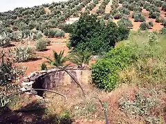 estanque de conejo