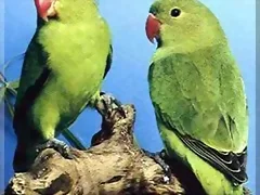 Agapornis taranta