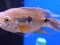 Cichlasoma amazonarum Cichlasoma amazonarum