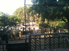 Zoo de Barcelona i Diada 11-09-10 032