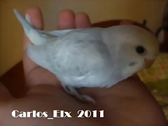 3 pollo  20-9-2011