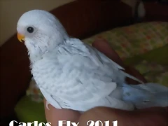 5 pollo  20-9-2011