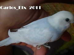 2 pollo  20-9-2011