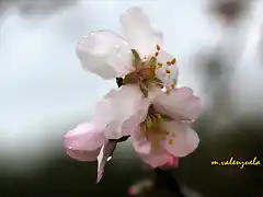 16, flor de almendro 5, marca
