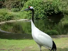 Grulla de Manchuria (Grus japonensis)