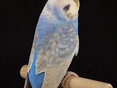 Alas Claras Opalino Azul Cobalto Alas Claras Opalino Azul Cobalto