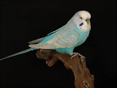 Alas Claras Azul Cielo
