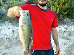 Bass