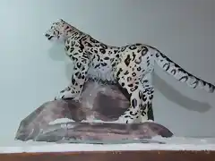 Leopardo de las nieves (11)