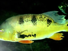 Cichla ocellaris