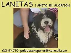 lanitas