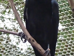 Corvus corax 2 (22-9-18 Zie-zoo)