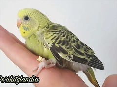 FB_IMG_1539428598997 FB_IMG_1539428598997