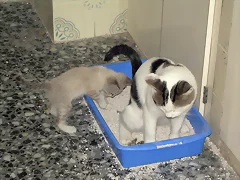 Lukas en el wc y coby jugando .... jajaja Lukas en el wc y coby jugando .... jajaja