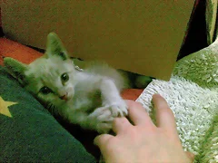 Mi coby el dia que lo salvamos de la calle Mi coby el dia que lo salvamos de la calle
