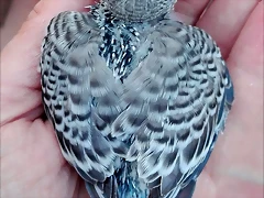 pollo3