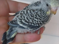 1 pollo  7-7-2011