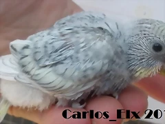 2 pollo  7-7-2011