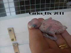6 pollo  7-7-2011