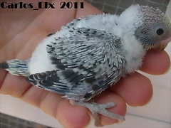 4 pollo  7-7-2011
