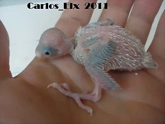 5 pollo 7-7-2011