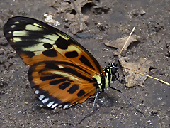 Tithorea harmonia (1-10-23 Zoo de Quito) Tithorea harmonia (1-10-23 Zoo de Quito)