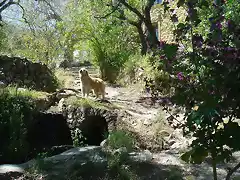 Foto Perro, en Benimantell